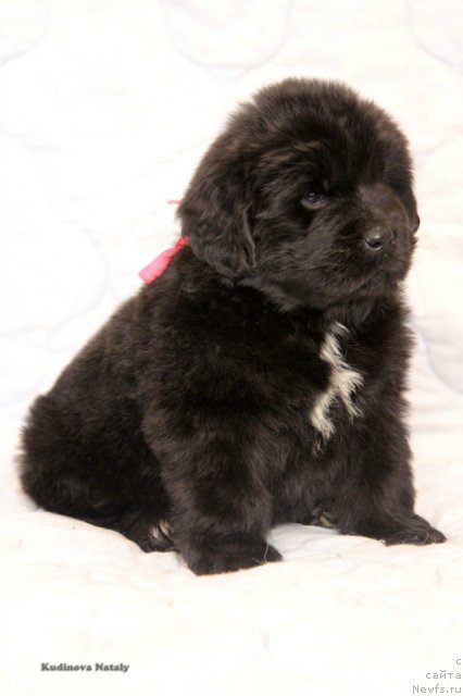 Фотография № 203940