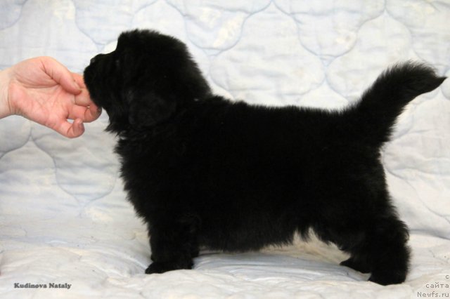 Фотография № 203948