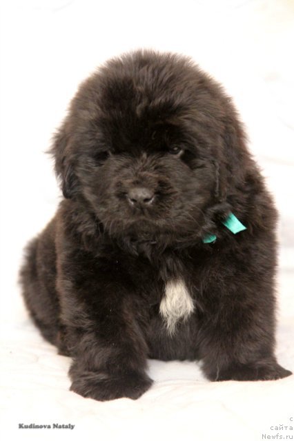 Фотография № 203950