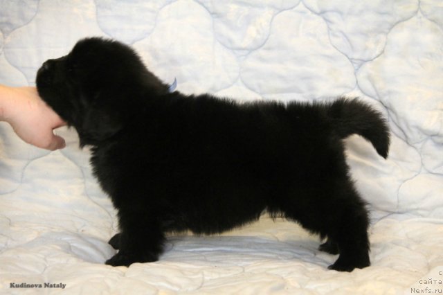 Фото: ньюфаундленд Перун из Антаграда (Perun is Antagrada)