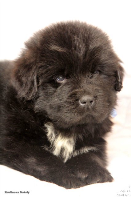 Фото: ньюфаундленд Перун из Антаграда (Perun is Antagrada)