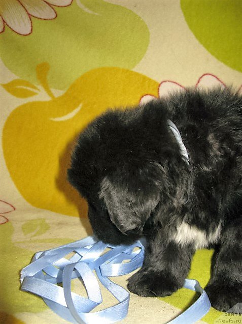 Фото: ньюфаундленд Перун из Антаграда (Perun is Antagrada)