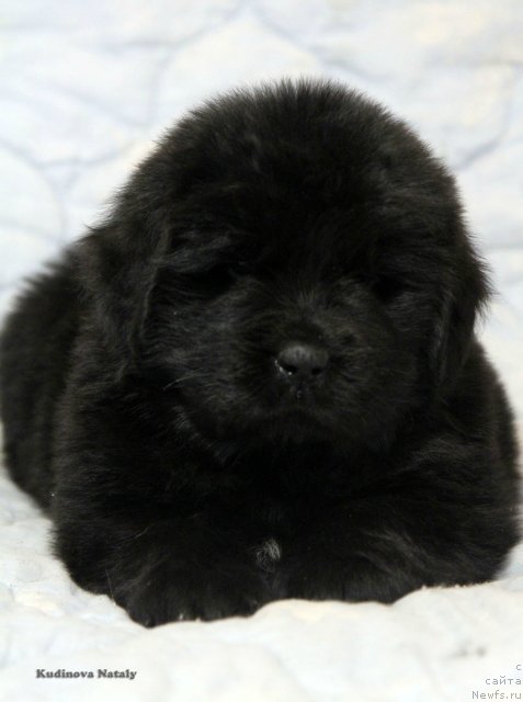 Фото: ньюфаундленд Помона из Антаграда (Pomona is Antagrada)