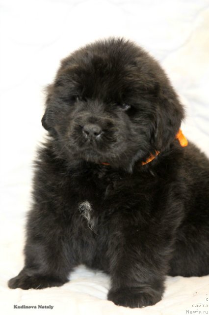 Фотография № 203967