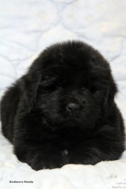 Фото: ньюфаундленд Помона из Антаграда (Pomona is Antagrada)