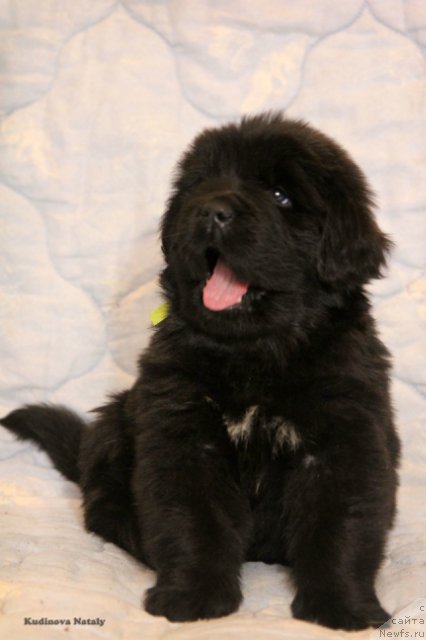 Фото: ньюфаундленд Парки из Антаграда (Parki is Antagrada)