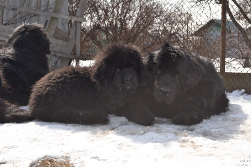 Фото: ньюфаундленд Талисман Моря Ла-Валетта, ньюфаундленд I'm Little Princess Midnight Bear