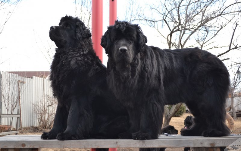 Фото: ньюфаундленд Талисман Моря Магия Волн, ньюфаундленд I'm Little Princess Midnight Bear