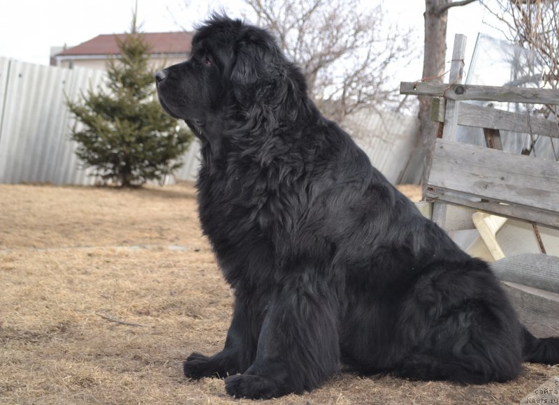 Фото: ньюфаундленд I'm Little Princess Midnight Bear