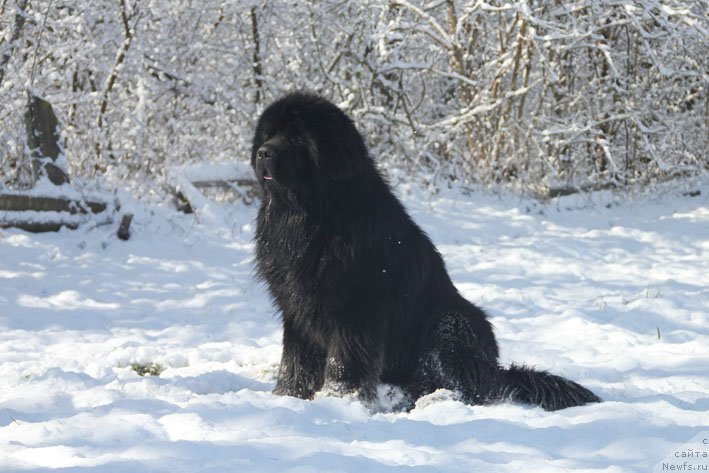 Фото: ньюфаундленд Гренадер с Берега Дона (Grenader s Berega Dona)