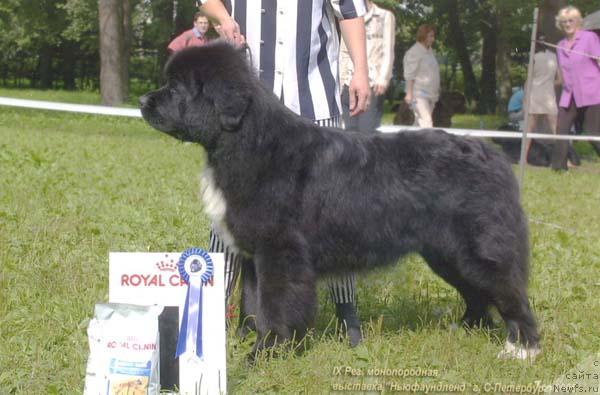 Фото: ньюфаундленд Bartez Beliy