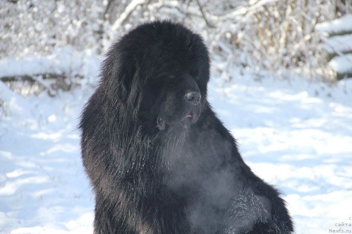 Фото: ньюфаундленд Гренадер с Берега Дона (Grenader s Berega Dona)