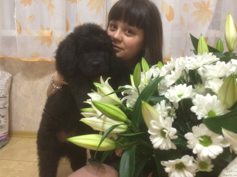 Фото: ньюфаундленд Названный Сын Симбада, ньюфаундленд Названный Сын Симбада