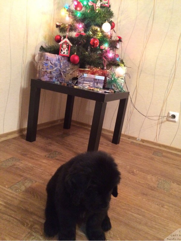 Фото: ньюфаундленд Названный Сын Симбада