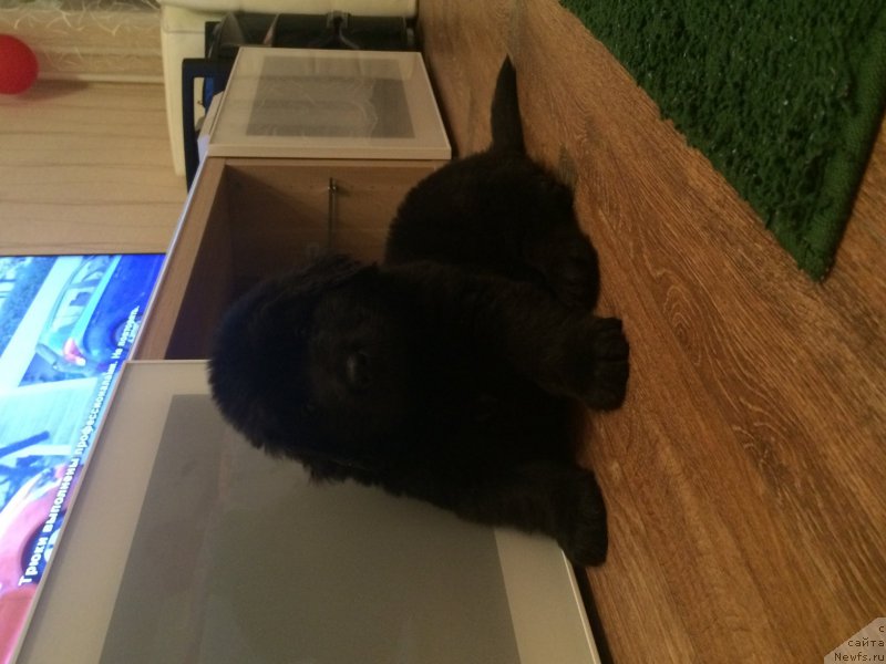 Фото: ньюфаундленд Названный Сын Симбада