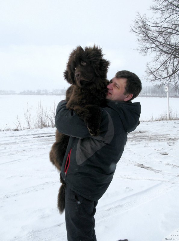 Фото: ньюфаундленд Фанньюф Анатолия