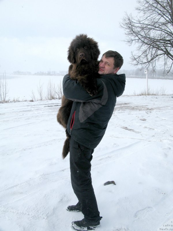 Фото: Алексей Лачинов, ньюфаундленд Фанньюф Анатолия