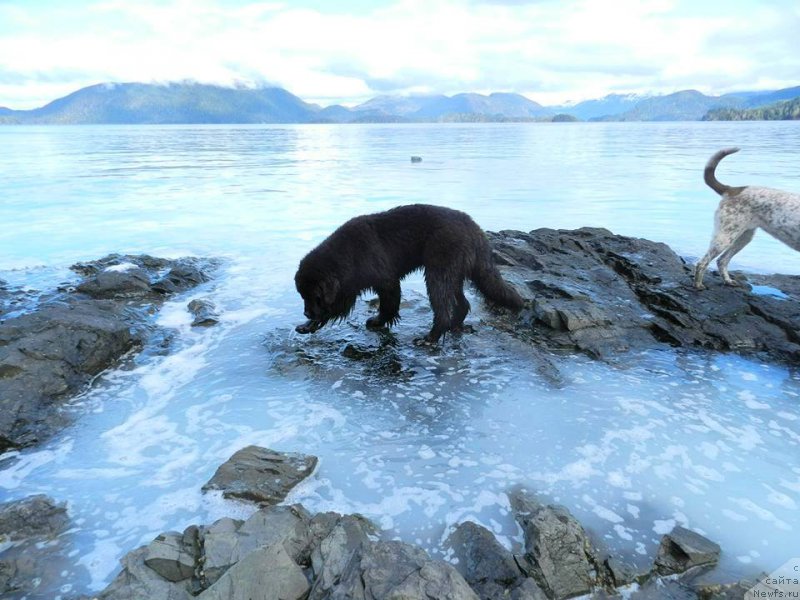 Фото: ньюфаундленд Черная Мафия Ангел Амонг Ус (Chernaya Mafia Аngel Among Us)