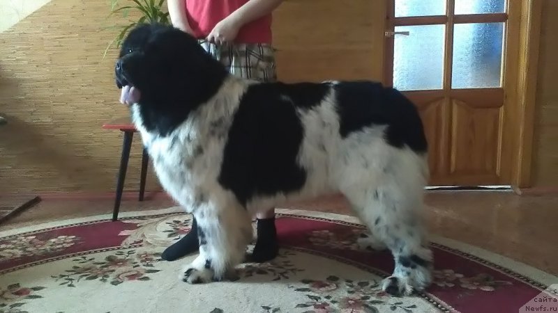 Фото: ньюфаундленд Варгас Де Ла Масса Армандо (Vargas de la Massa Armando)