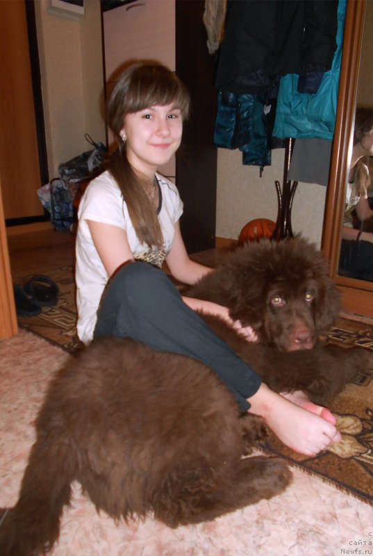 Фото: ньюфаундленд Браунблад МСК Сайлас Соул Дрим