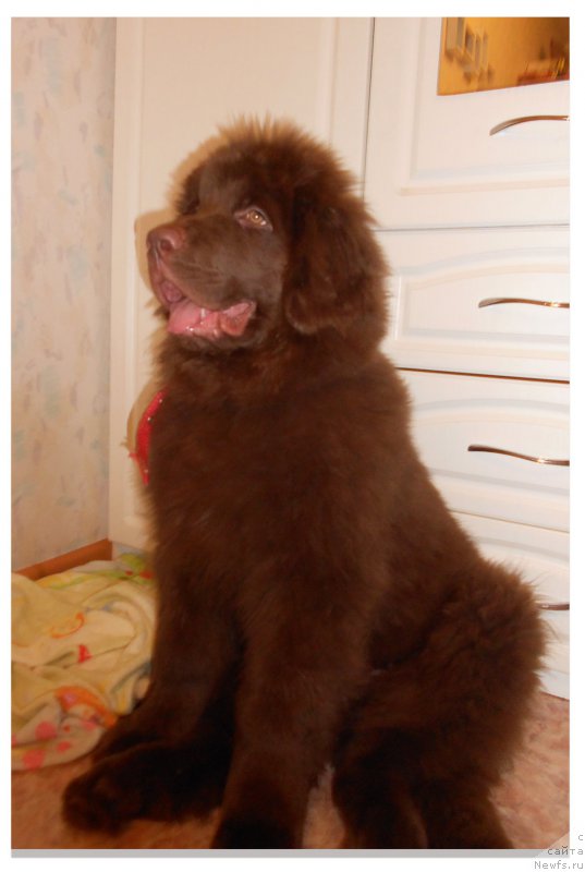 Фото: ньюфаундленд Браунблад МСК Сайлас Соул Дрим