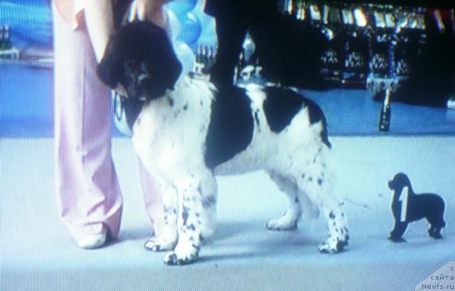 Фото: ньюфаундленд Плюшевая Панда Ла Белла