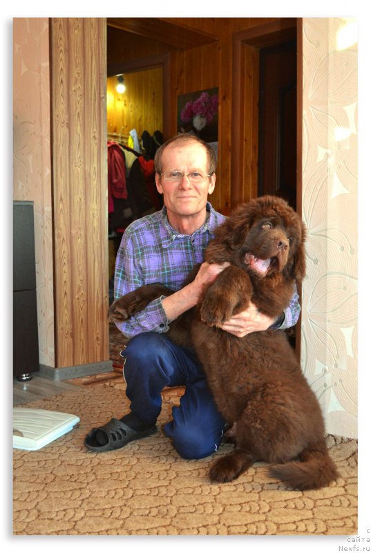 Фото: ньюфаундленд Браунблад МСК Сидни Свитин Санлайт