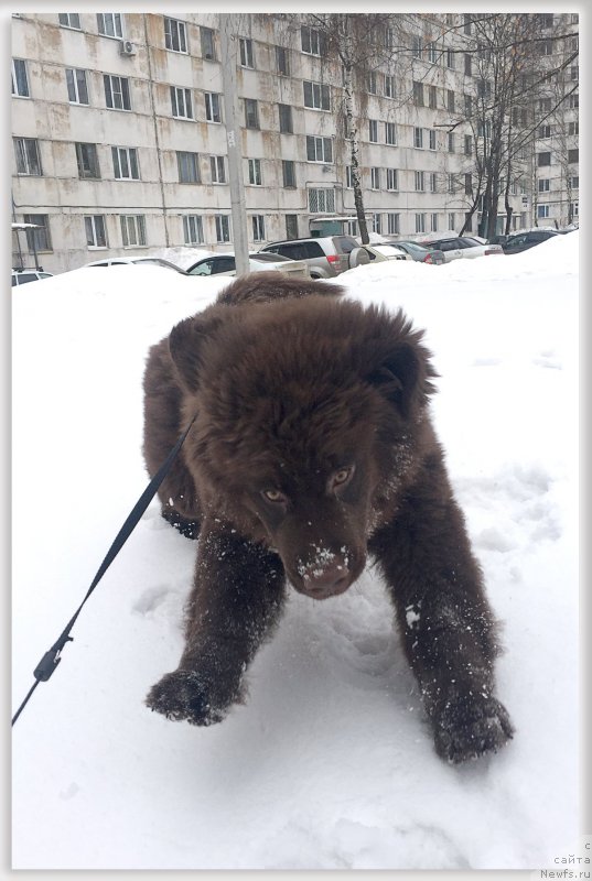 Фото: ньюфаундленд Браунблад МСК Севара Рейн