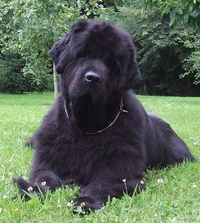 Фото: ньюфаундленд As'Siam de L'Etoile de Cyrice