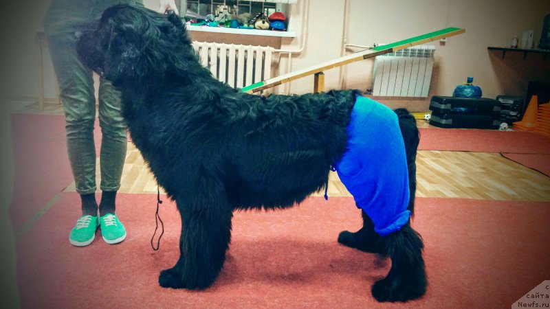 Фото: ньюфаундленд Белкондер-Клаб Ямайка Блю Маунтин (Belkonder-Club Jamaica Blue Mountin)