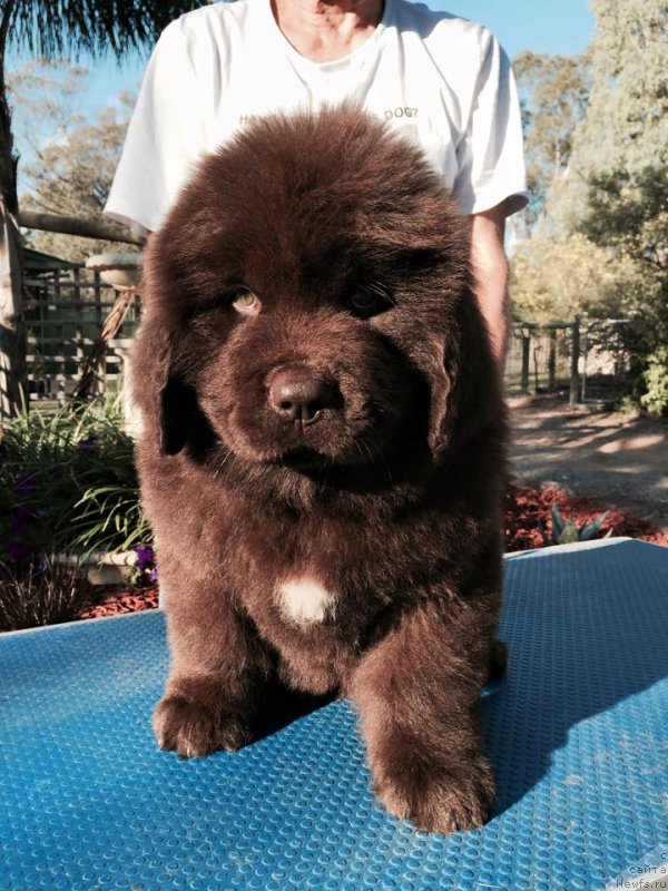 Фото: ньюфаундленд Newfashion The Crowd Goes Wild