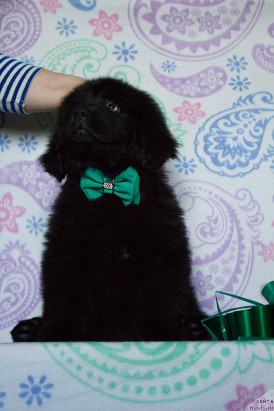 Фото: ньюфаундленд Сириус Большой Пес