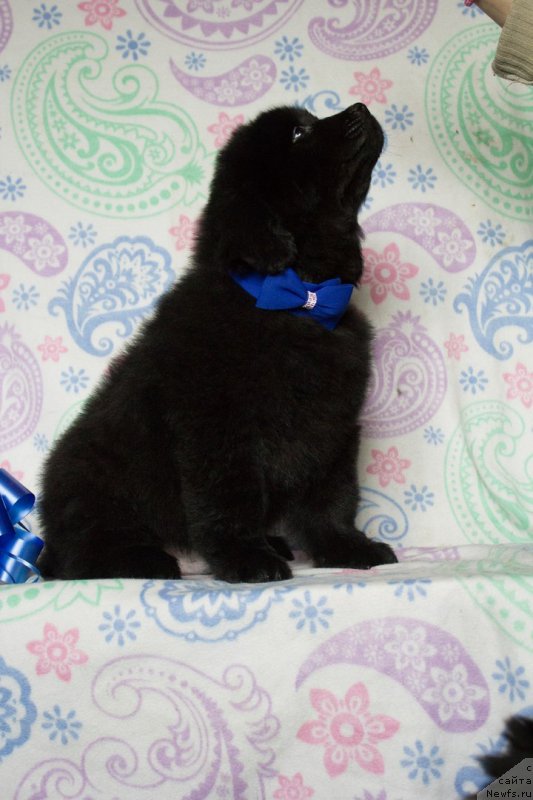 Фото: ньюфаундленд Саиф Созвездие Ориона