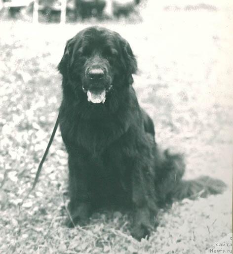 Фото: ньюфаундленд Немрад Нетта