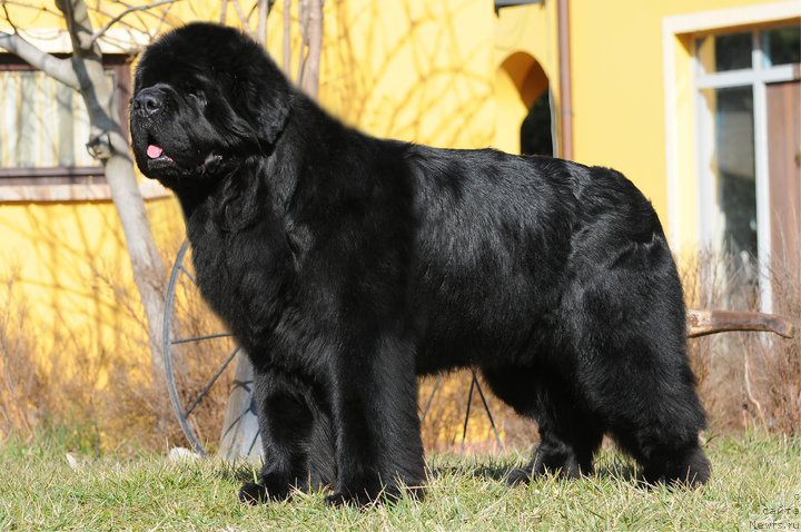 Фото: Thickish Newfoundland Keeper of Freedom