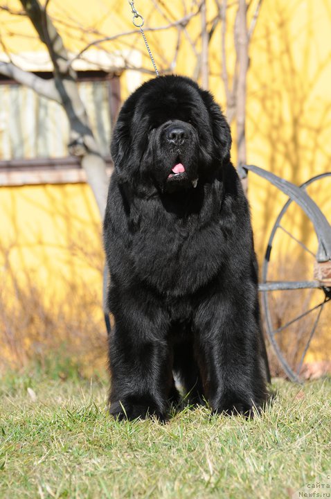 Фото: ньюфаундленд Thickish Newfoundland Keeper of Freedom