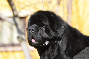 Фото: ньюфаундленд Thickish Newfoundland Keeper of Freedom