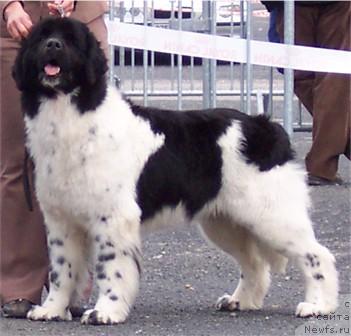 Фото: ньюфаундленд Sweet Virginia des Oursons du Vent