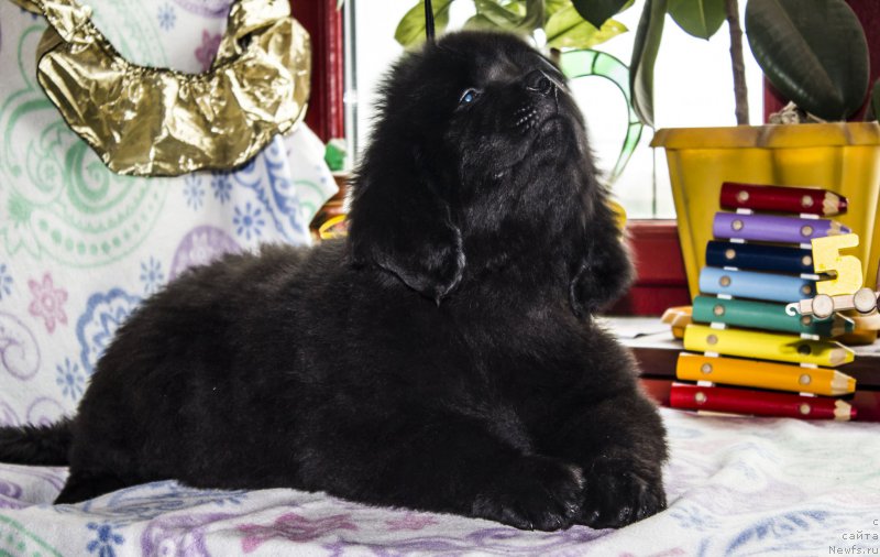 Фото: ньюфаундленд Сицилия Блэк Роуз