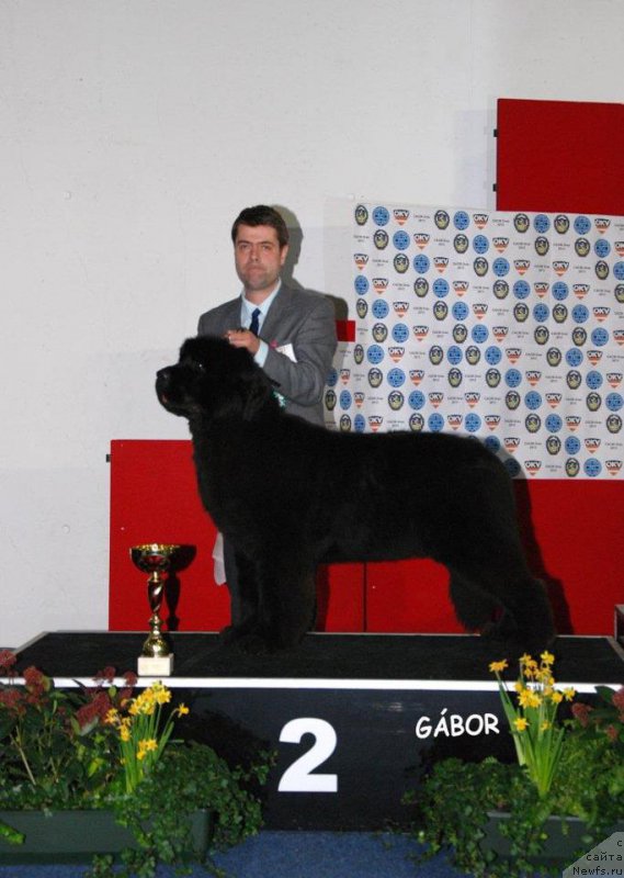 Фото: ньюфаундленд King of Helluland Ocean Breeze