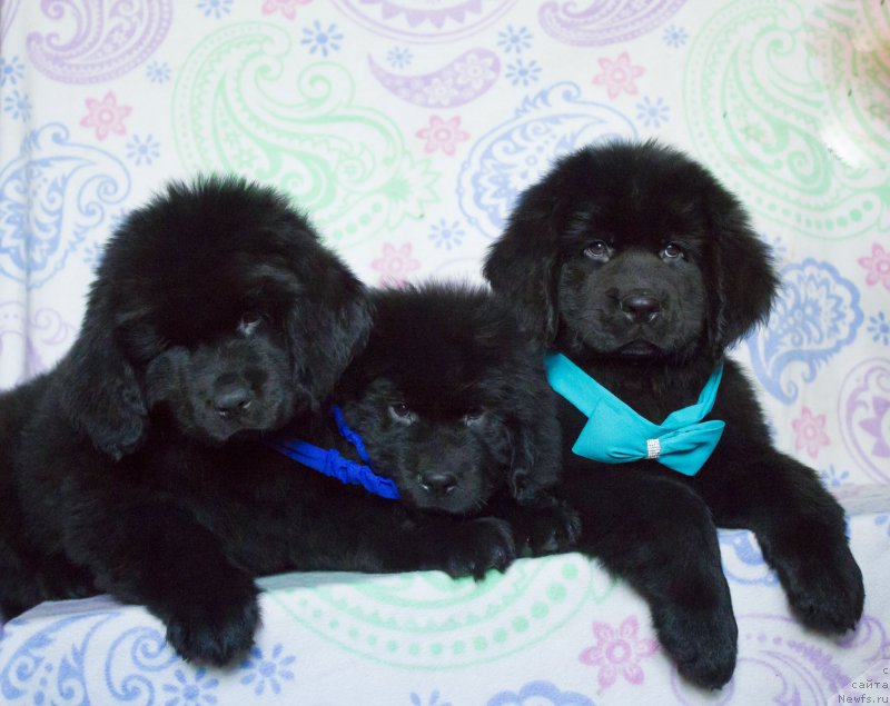 Фото: ньюфаундленд Сатурн Ван Хельсинг, ньюфаундленд Саиф Созвездие Ориона, ньюфаундленд Сириус Большой Пес