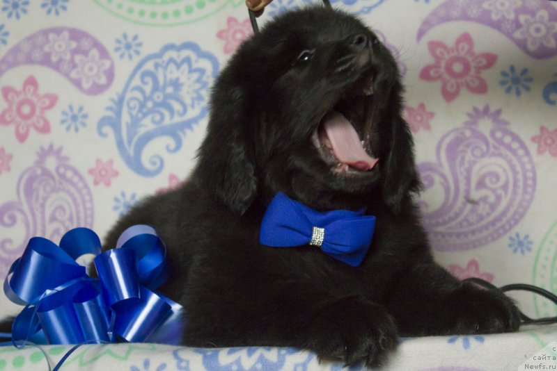 Фото: ньюфаундленд Саиф Созвездие Ориона