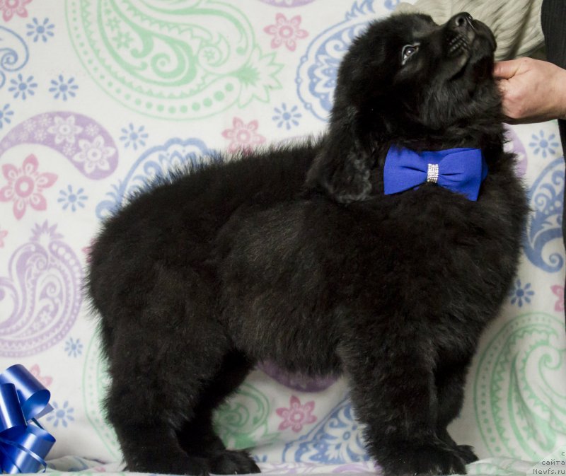 Фото: ньюфаундленд Саиф Созвездие Ориона