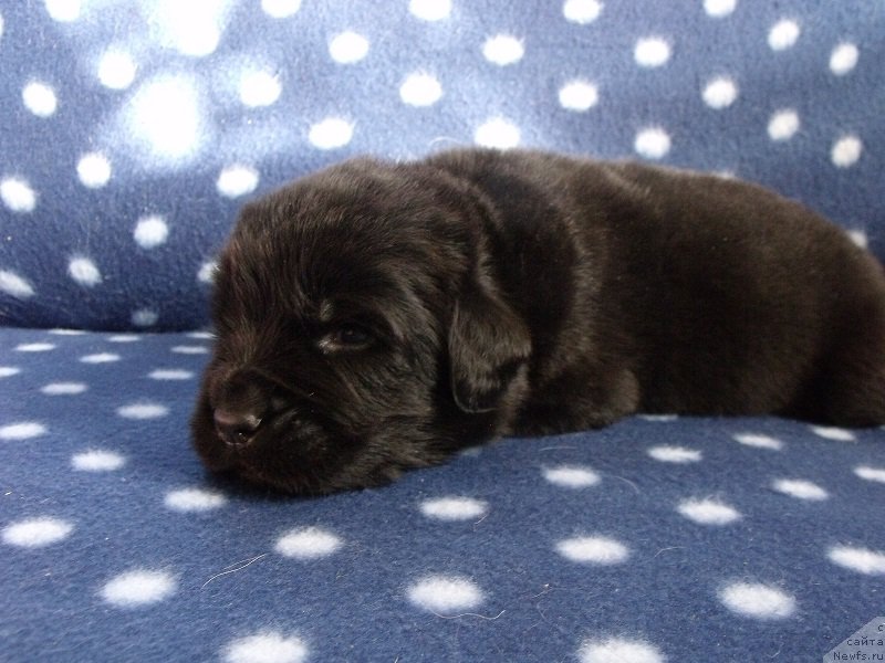 Фотография № 204176