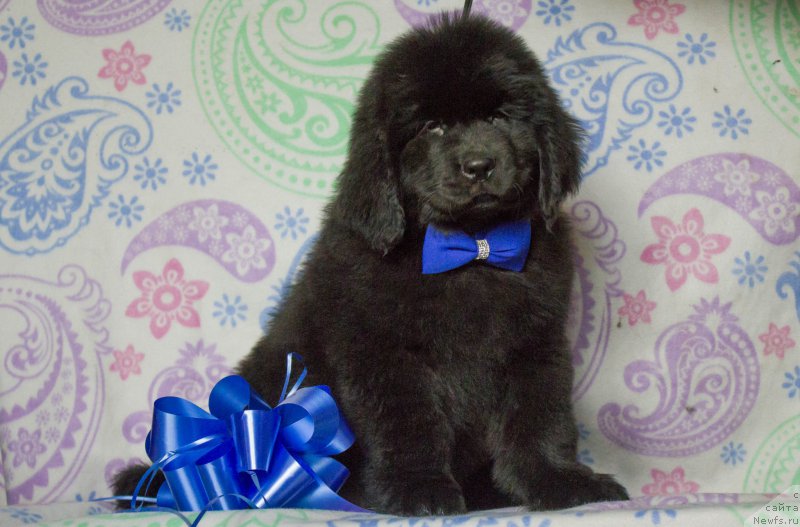 Фото: ньюфаундленд Саиф Созвездие Ориона