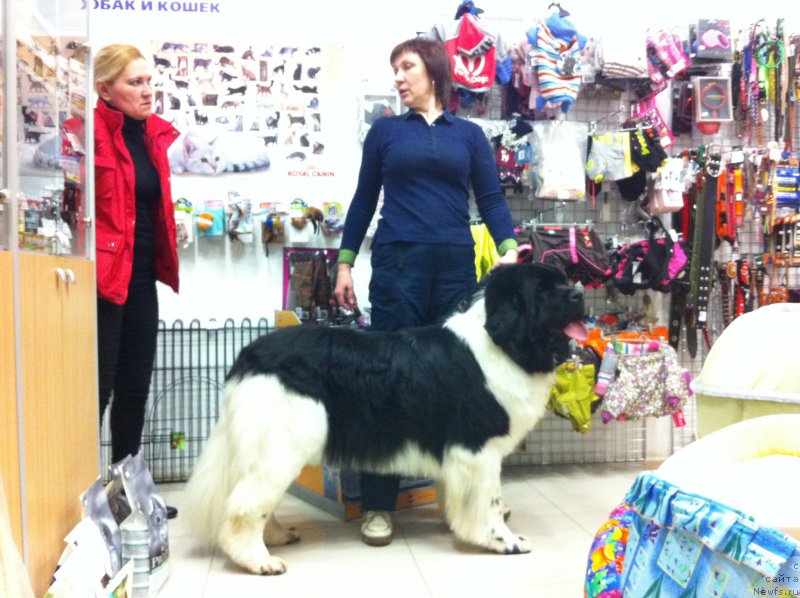 Фото: [p3187]Супер Бизон Матильда