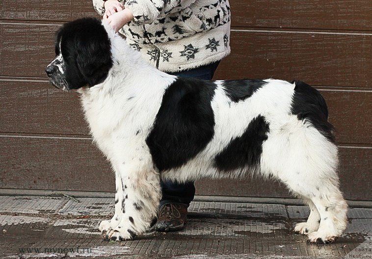 Фотография № 204182