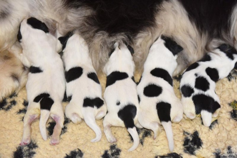 Фотография № 204184