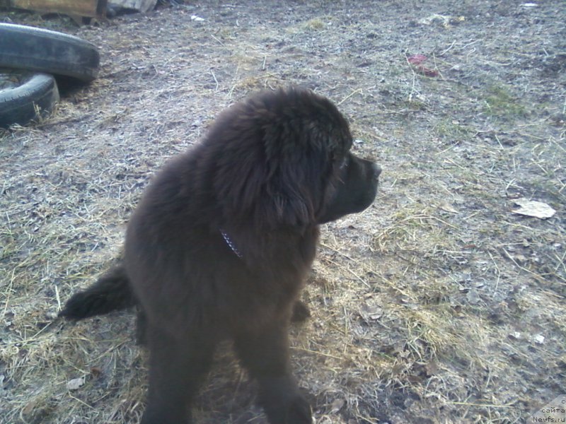 Фото: ньюфаундленд Анджело Орсо Белла Донна (Angelo Orso Bella Donna)