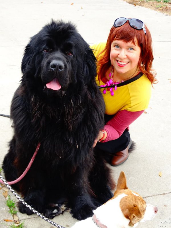 Фото: ньюфаундленд Питерньюф Интерактиве (Piternyuf Interactive)